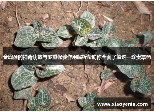 金线莲的神奇功效与多重保健作用解析帮助你全面了解这一珍贵草药
